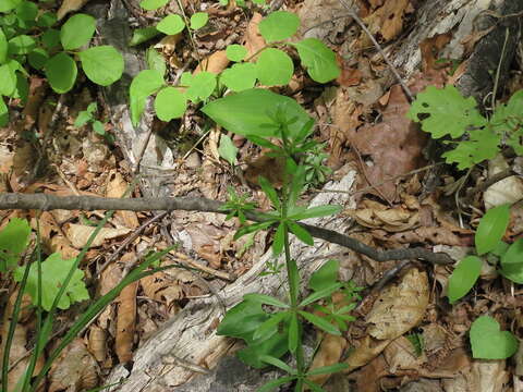 Image of Galium dahuricum Turcz. ex Ledeb.