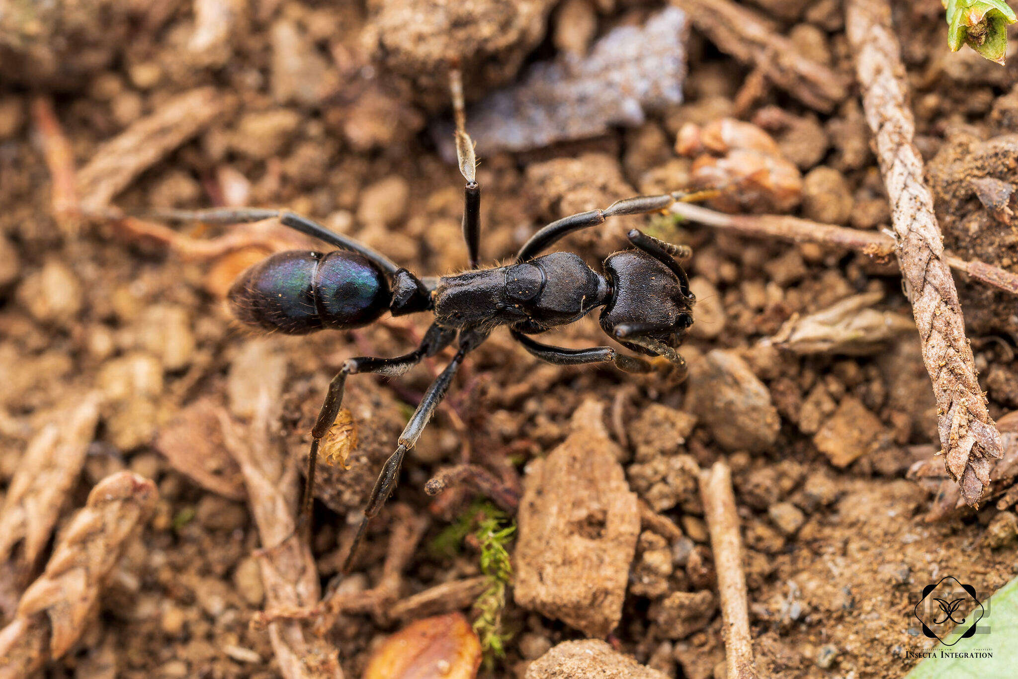 Image de <i>Neoponera aenescens</i>