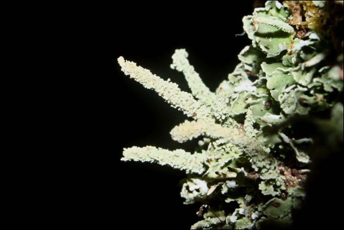 Plancia ëd Cladonia rigida (Hook. fil. & Taylor) Hampe