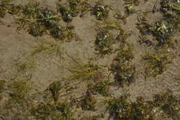 Image of sheathed pondweed