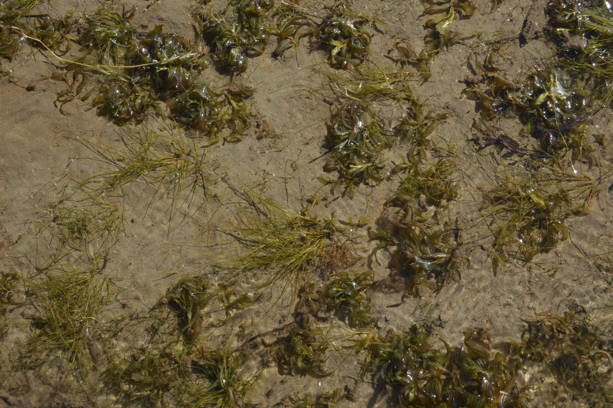 Image of sheathed pondweed