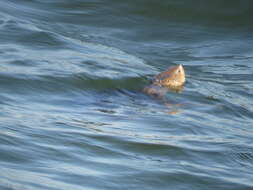 Image of Malaclemys terrapin littoralis (Hay 1904)