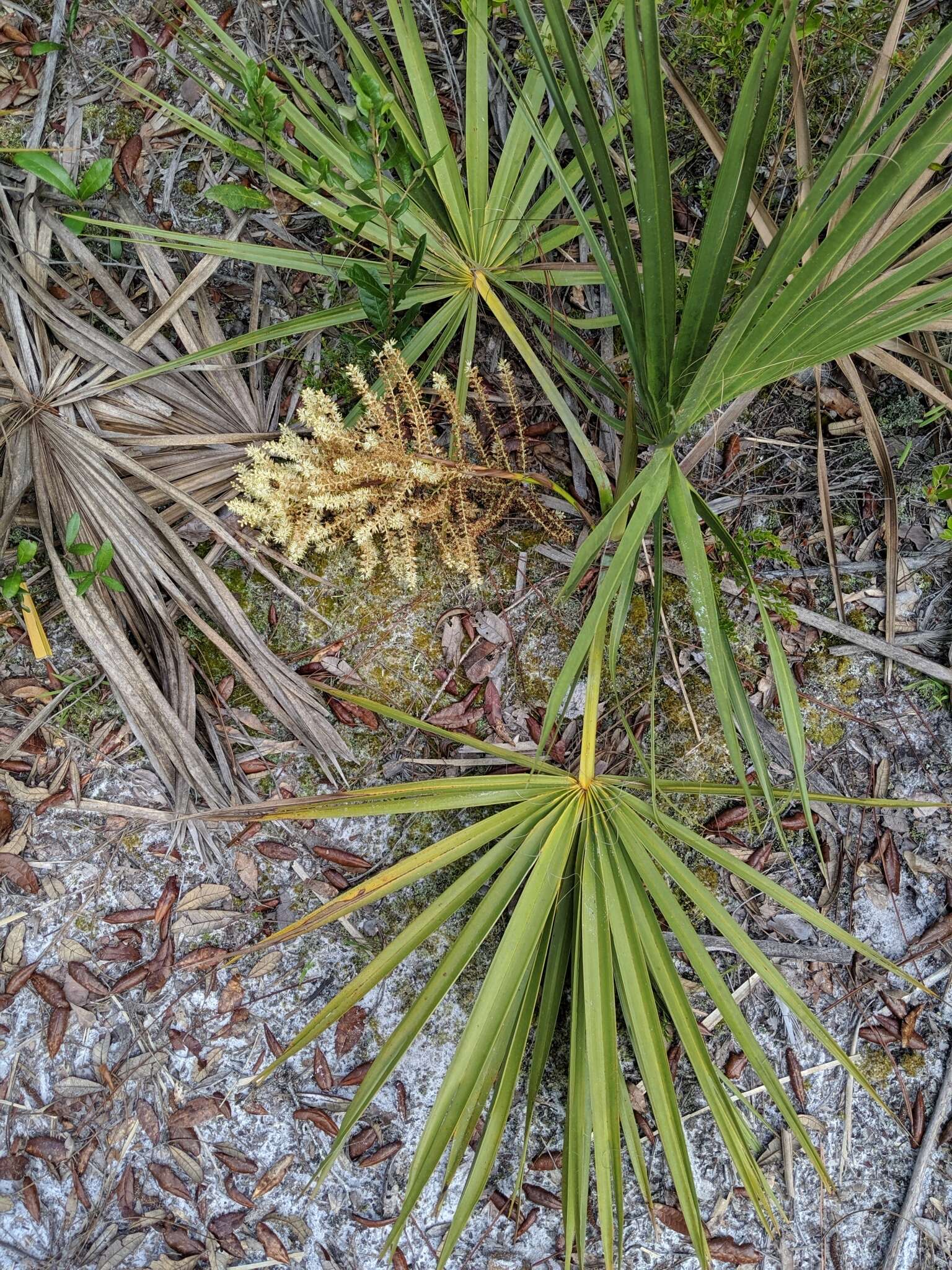 Image of scrub palmetto