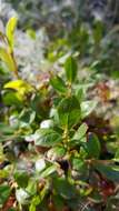 Image of dwarf bilberry