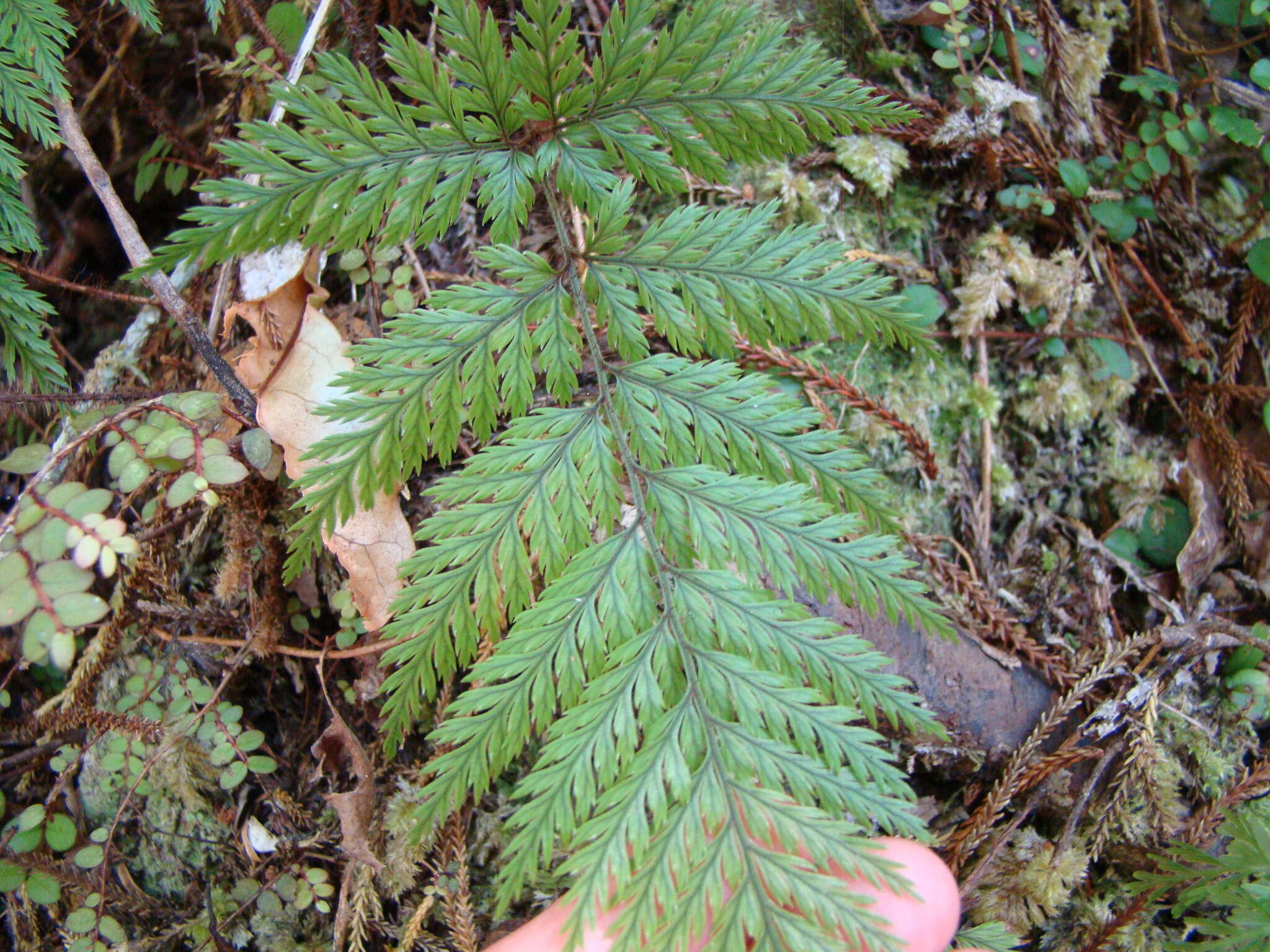 Image of Lastreopsis hispida (Sw.) Tindale