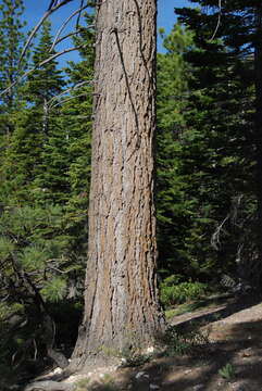 Image of white fir