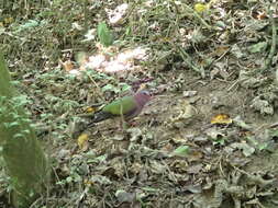 Image of Common Emerald Dove