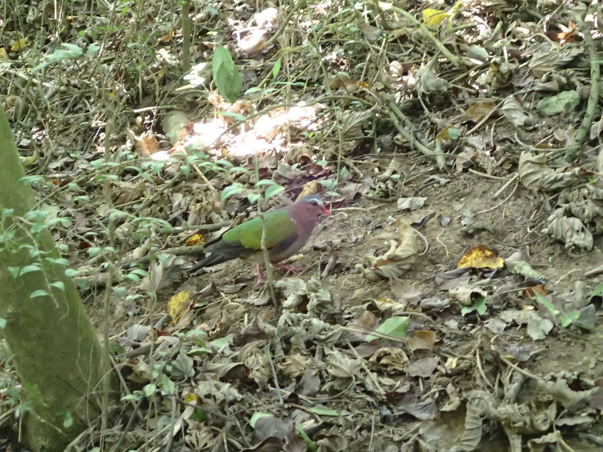 Image of Common Emerald Dove