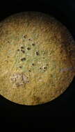 Image of byssoloma lichen
