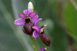 صورة Ophrys sphegodes subsp. aveyronensis J. J. Wood