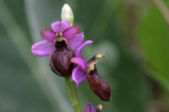 Image of Ophrys sphegodes subsp. aveyronensis J. J. Wood