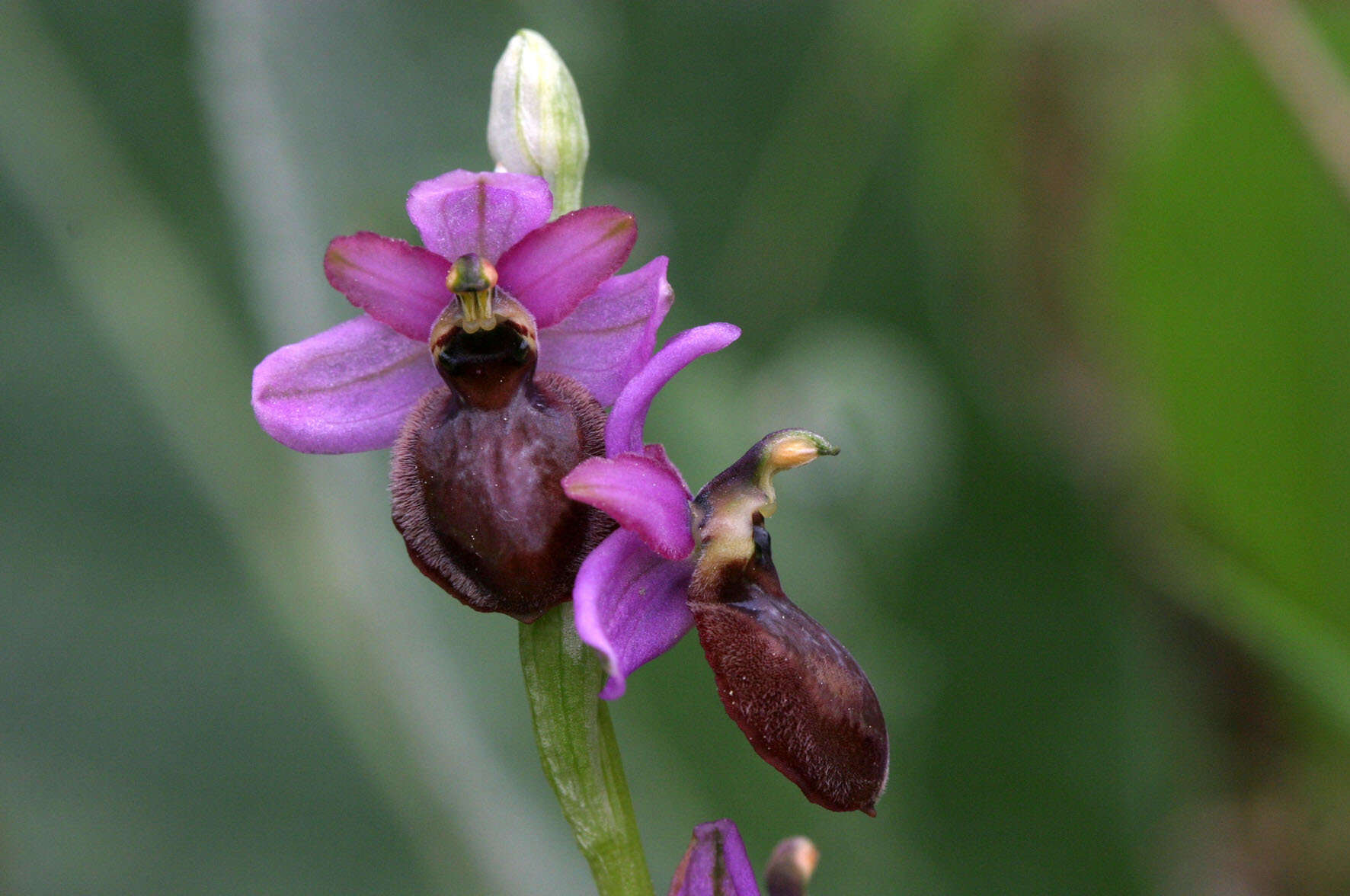 صورة Ophrys sphegodes subsp. aveyronensis J. J. Wood