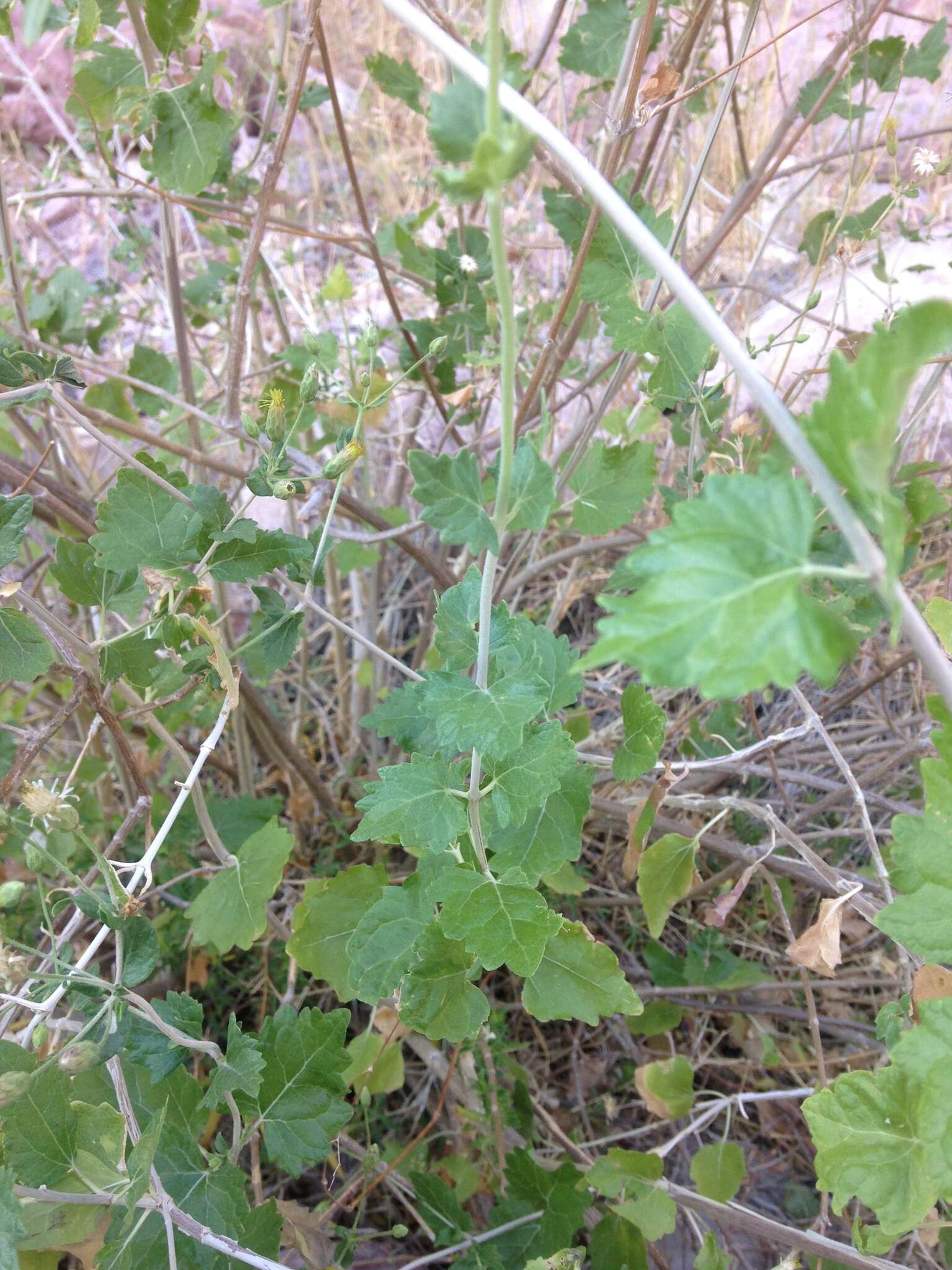 Plancia ëd Brickellia rhomboidea E. Greene