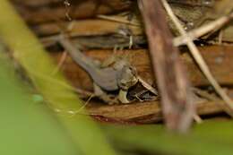 Image of Gold-striped Gecko