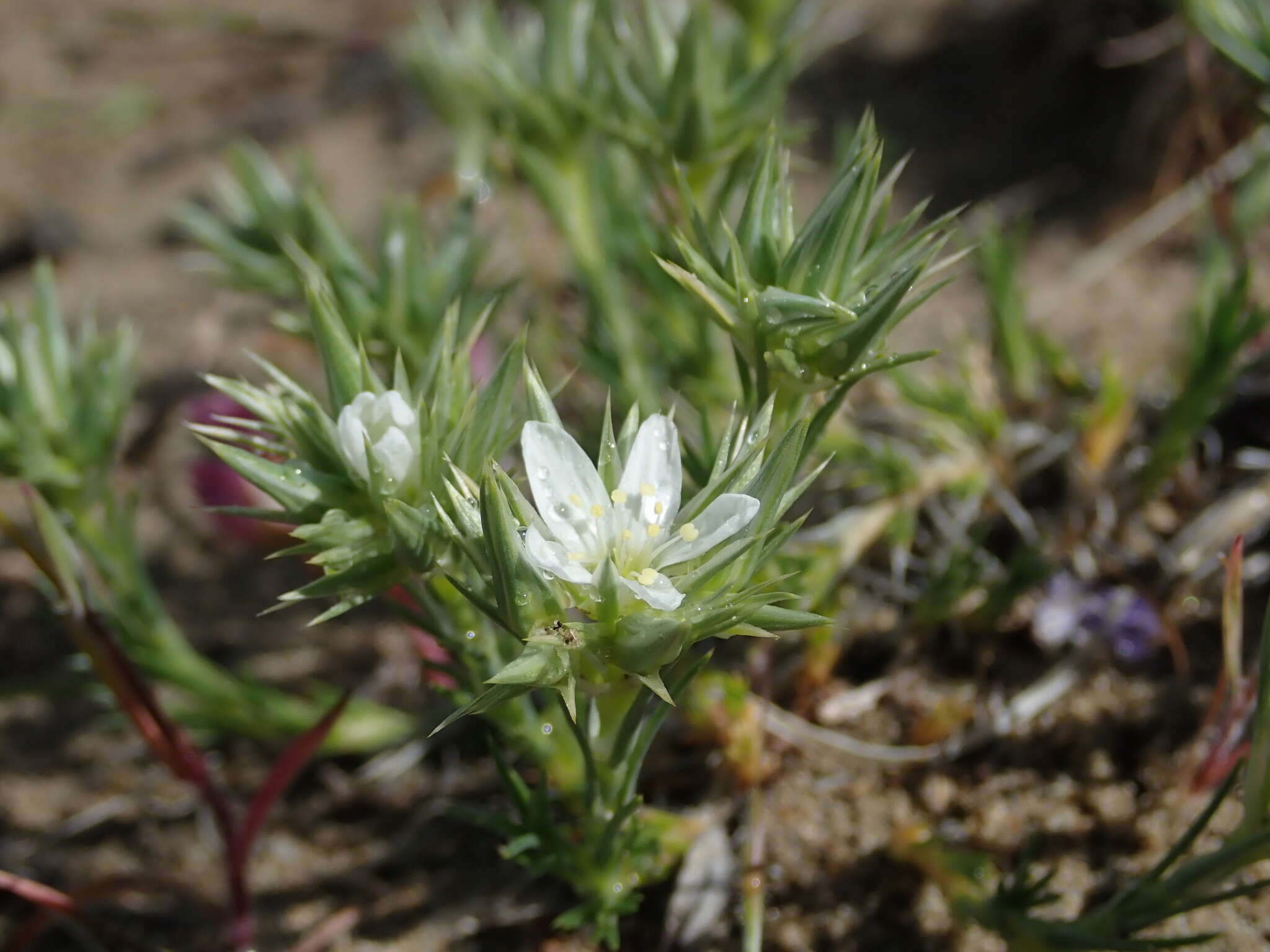 Image of Franklin's sandwort