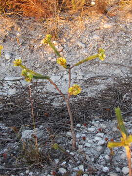 Image of Crassula ericoides Haw.