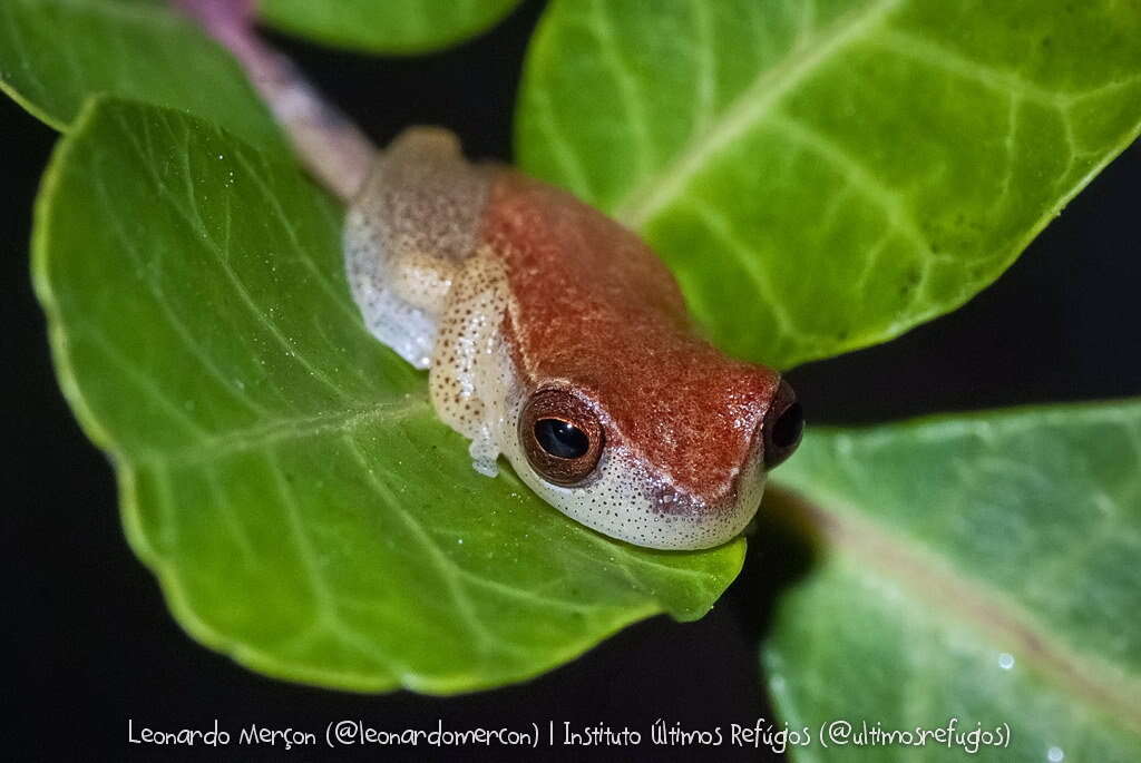 Image of Dendropsophus oliveirai (Bokermann 1963)