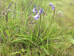 Image of Hispanic hyacinthoides