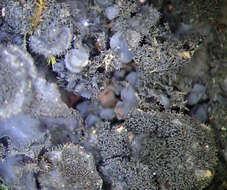 Image of skin lichen