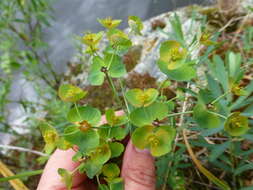 Слика од Euphorbia caesia Kar. & Kir.