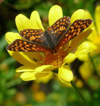 Image of Northern Checkerspot