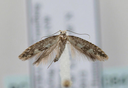 Image of <i>Argyresthia sorbiella</i> Treitschke 1835