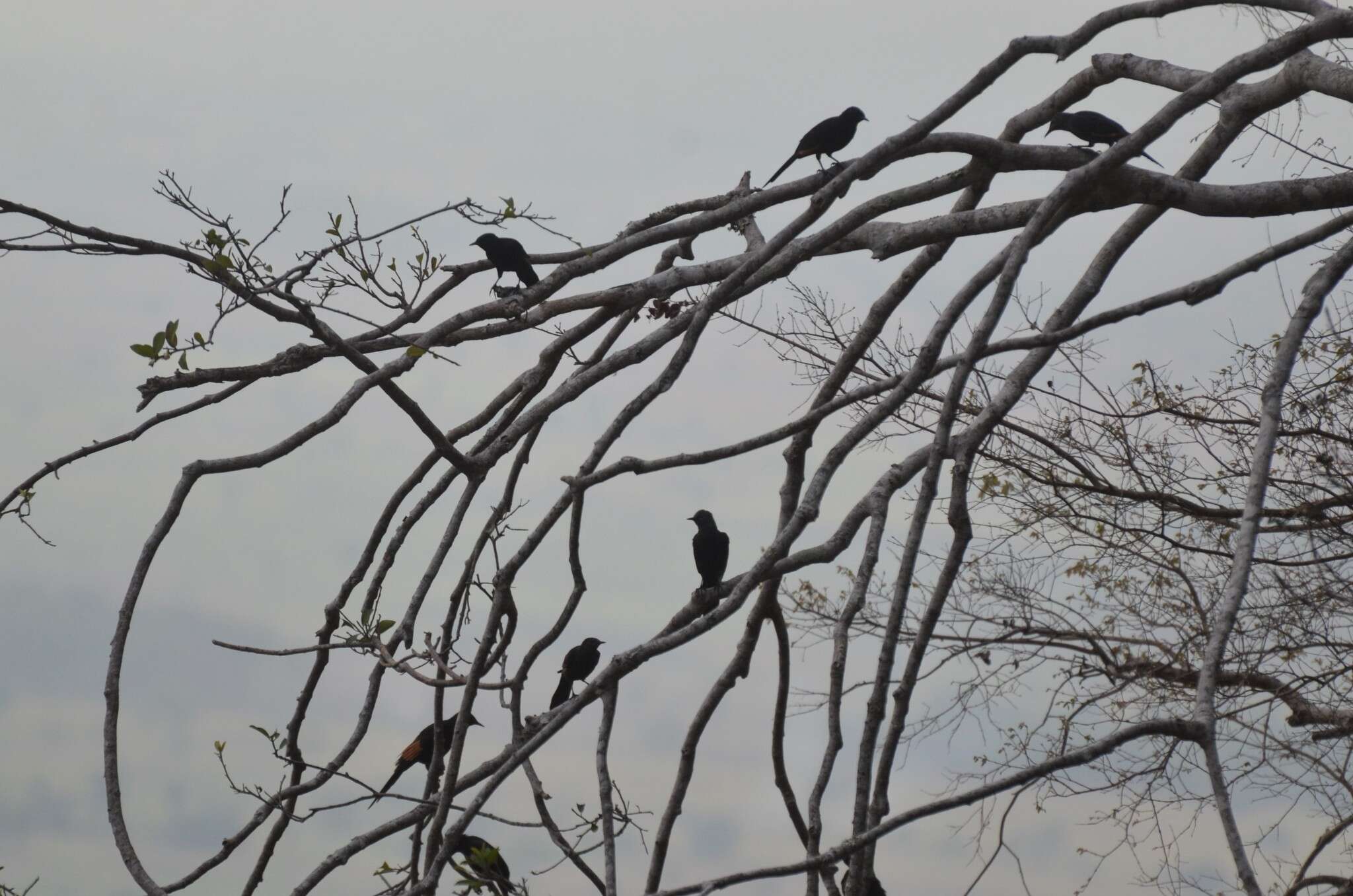 Image of Slender-billed Chestnut-winged Starling