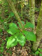 Image of pyramid magnolia