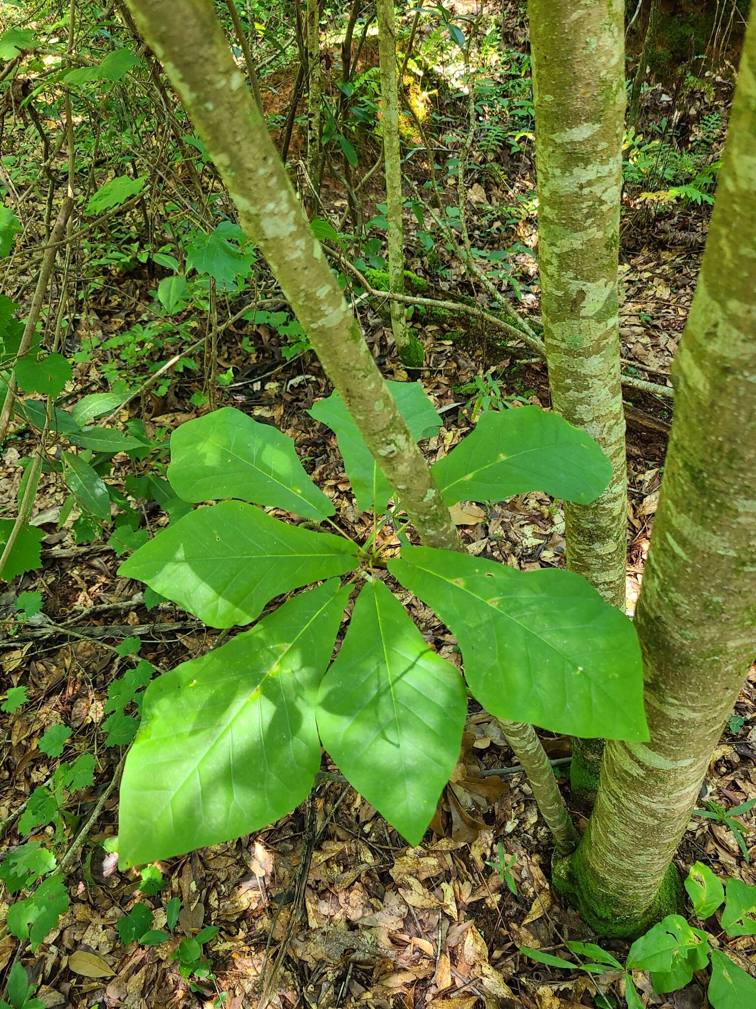 Image of pyramid magnolia