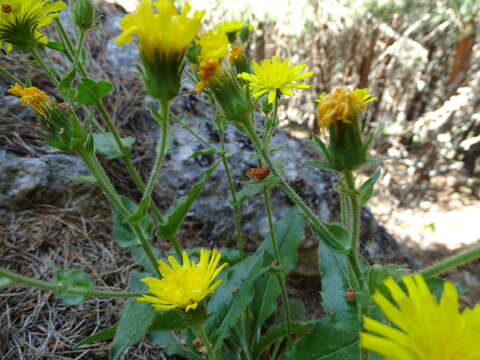 Image of Hieracium amplexicaule L.