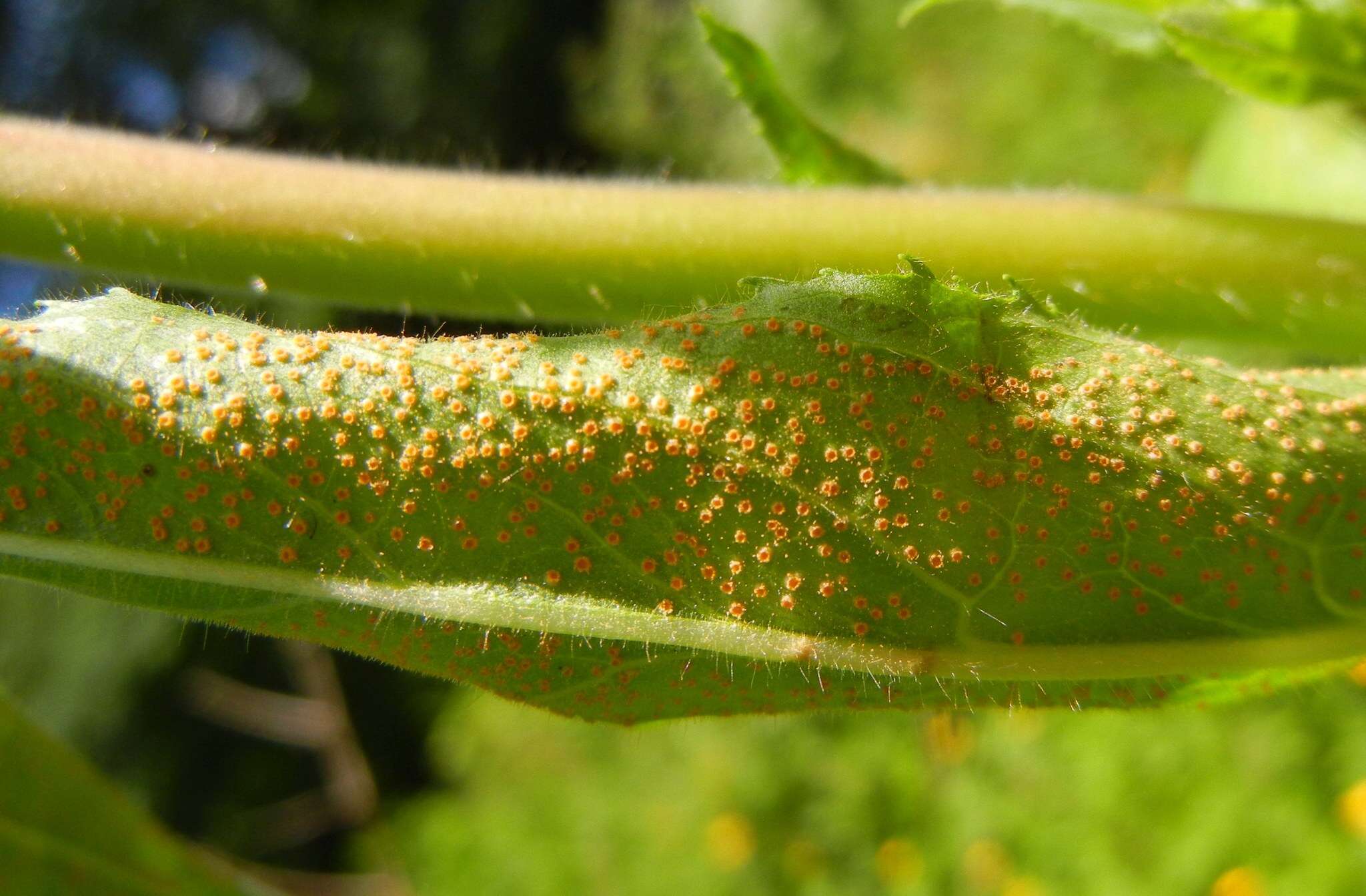 Imagem de Puccinia pulverulenta Grev. 1824