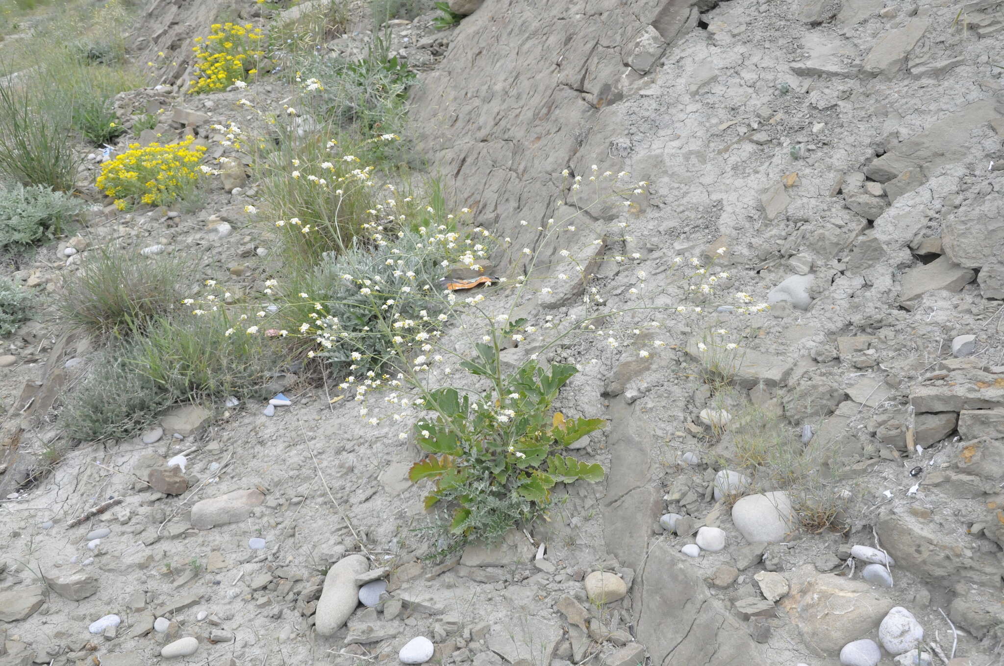 Image of Crambe koktebelica (Junge) N. Busch