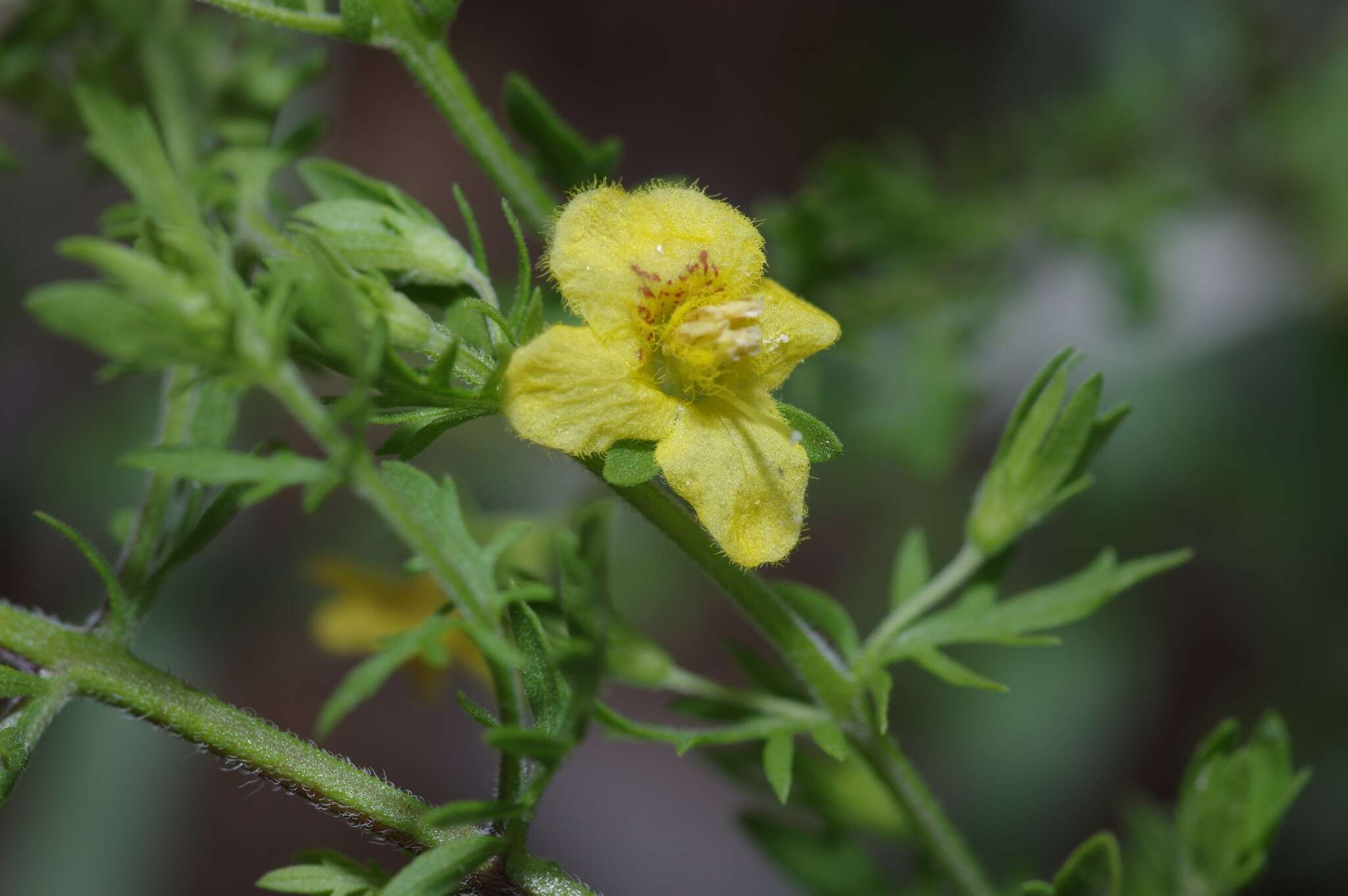 Image of piedmont blacksenna