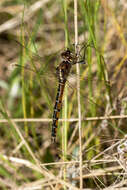 Image of Eastern Swamp Emerald