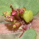 Image of Euphorbia leucantha (Klotzsch & Garcke) Boiss.