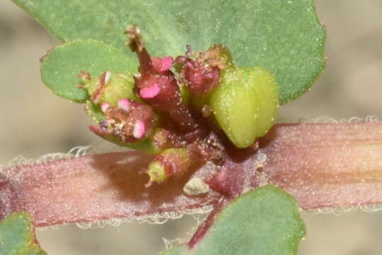 Image of Euphorbia leucantha (Klotzsch & Garcke) Boiss.