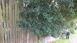 Syzygium paniculatum Gaertn. resmi