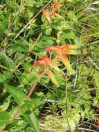 Image of Cuphea jorullensis Kunth