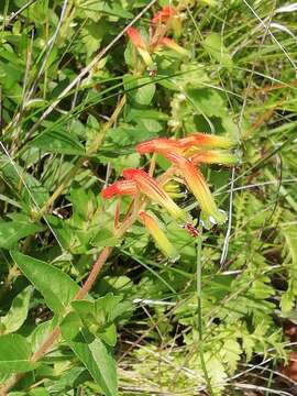 Image of Cuphea jorullensis Kunth