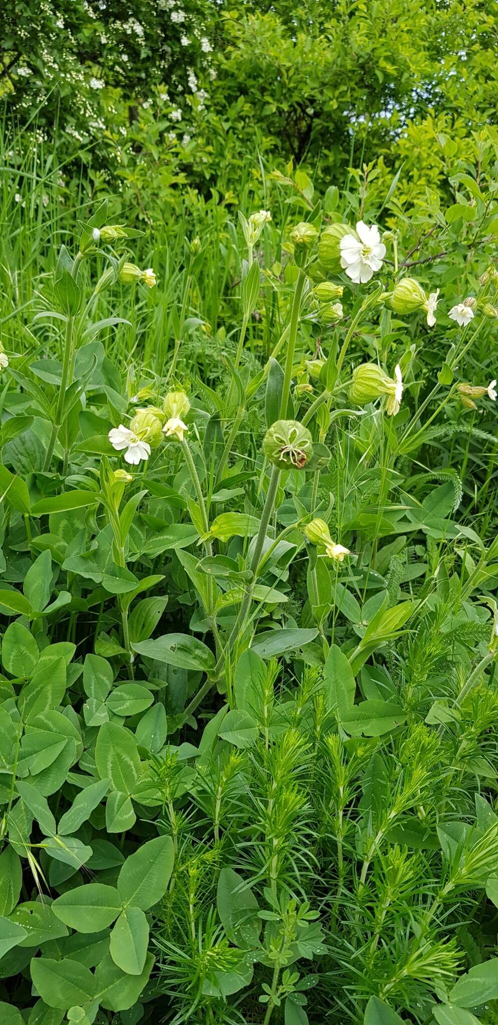 Imagem de Silene latifolia subsp. latifolia