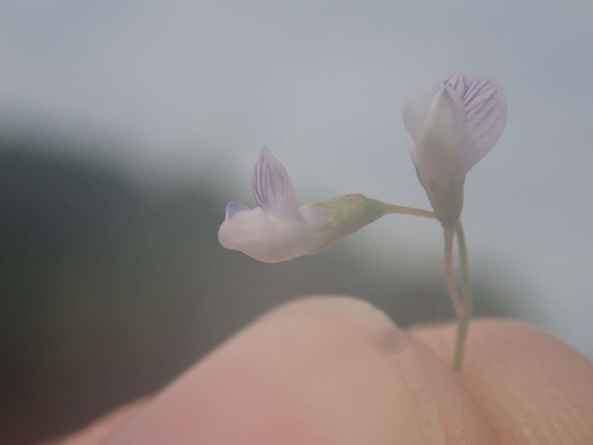 Vicia tetrasperma var. tetrasperma的圖片