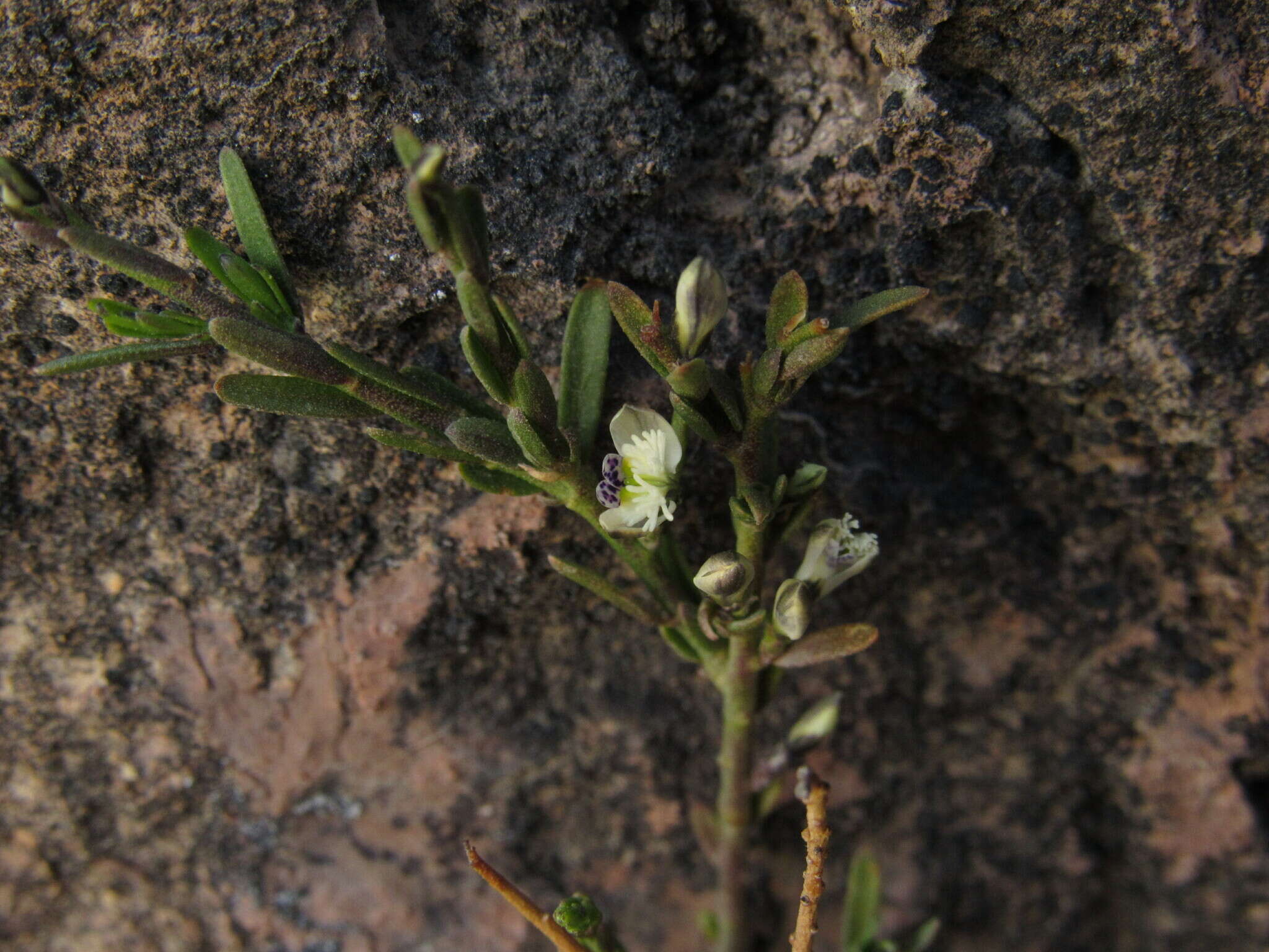 Image of Polygala spinescens Gill.