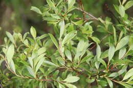 Image of Salix uralicola I. V. Belyaeva