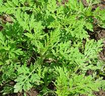 Image of annual ragweed