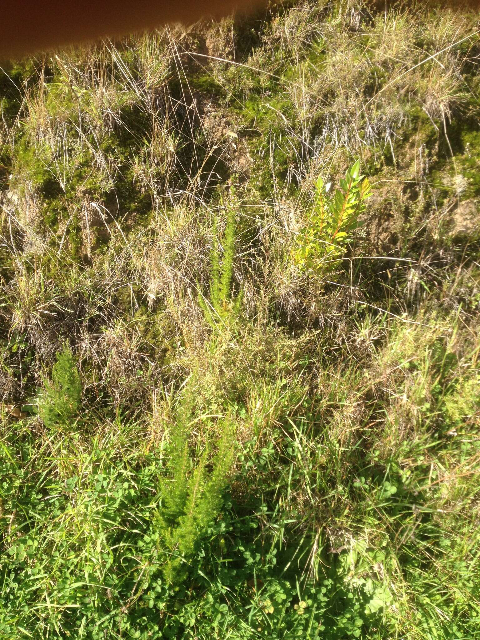 Image of Portuguese Heath