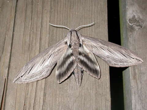 Image of Great ash sphinx