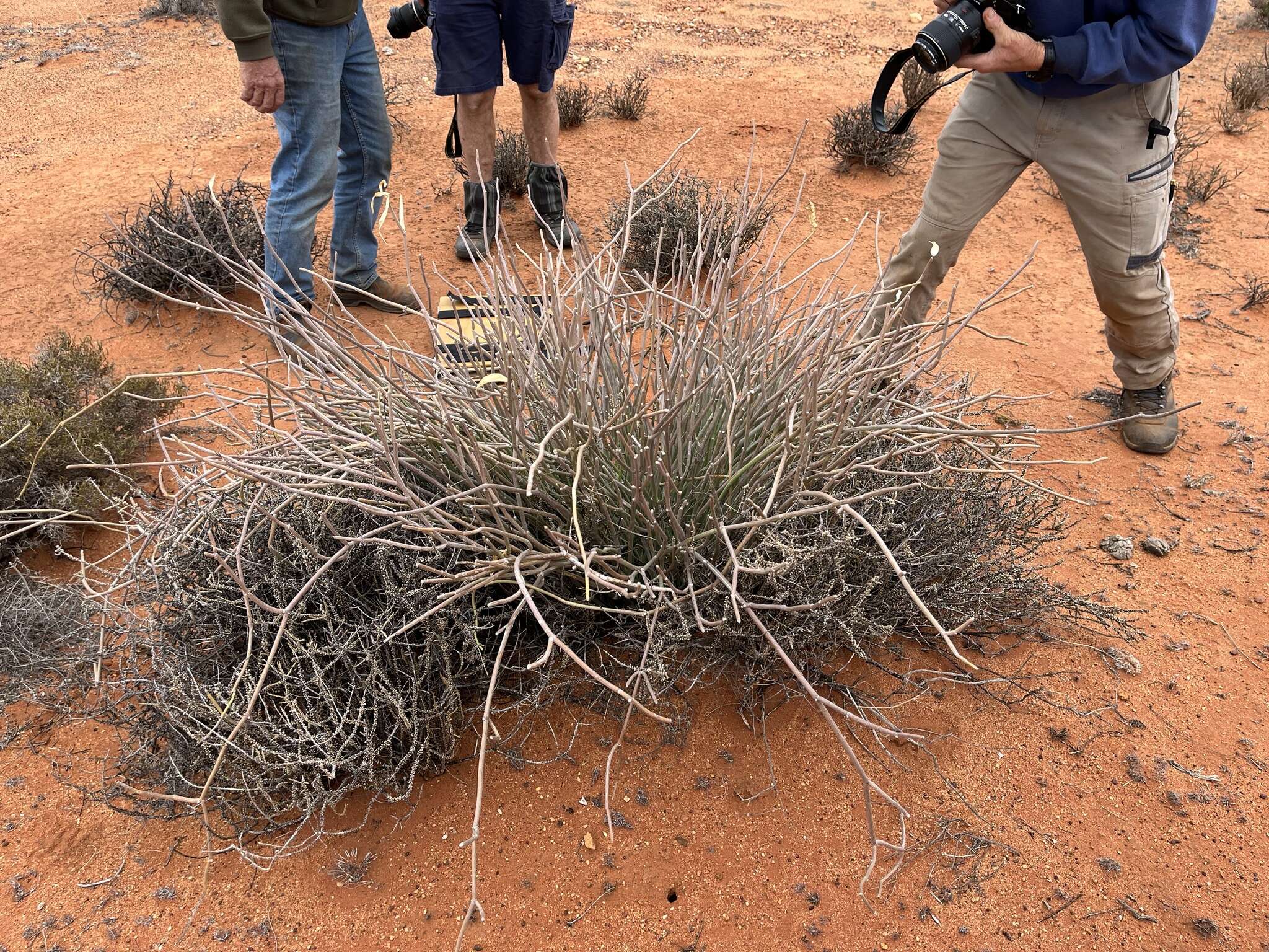 Image of Cynanchum viminale subsp. australe (R. Br.)