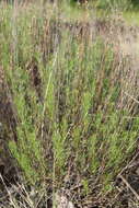 صورة Artemisia salsoloides Willd.