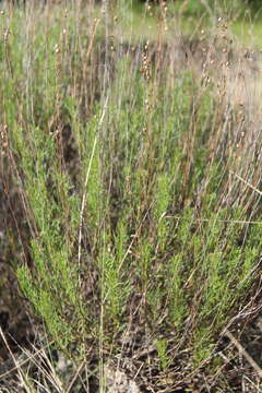 صورة Artemisia salsoloides Willd.