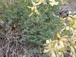 Image of curvepod milkvetch